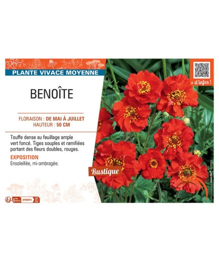 BENOITE (rouge)
