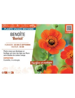 BENOITE BORISII