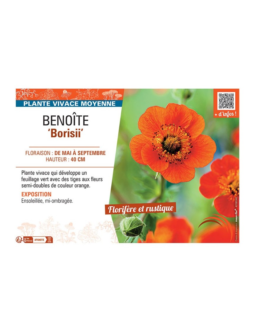 BENOITE BORISII
