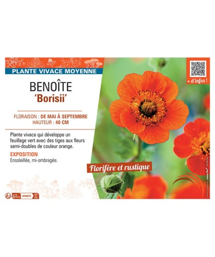 BENOITE BORISII