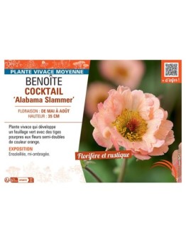BENOITE COCKTAIL ALABAMA SLAMMER