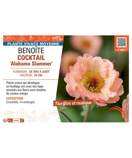 BENOITE COCKTAIL ALABAMA SLAMMER