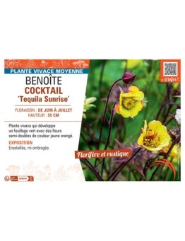 BENOITE COCKTAIL TEQUILA SUNRISE