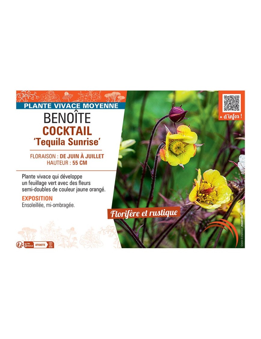 BENOITE COCKTAIL TEQUILA SUNRISE