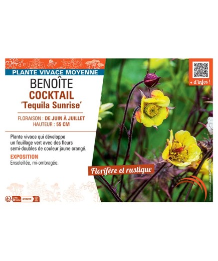 BENOITE COCKTAIL TEQUILA SUNRISE