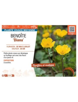 BENOITE DIANA