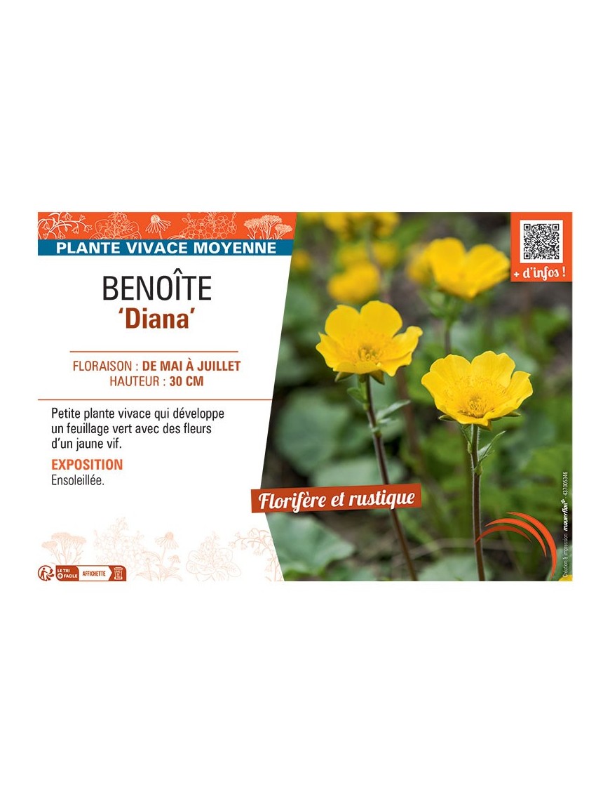 BENOITE DIANA