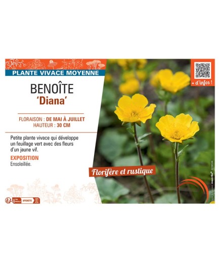 BENOITE DIANA