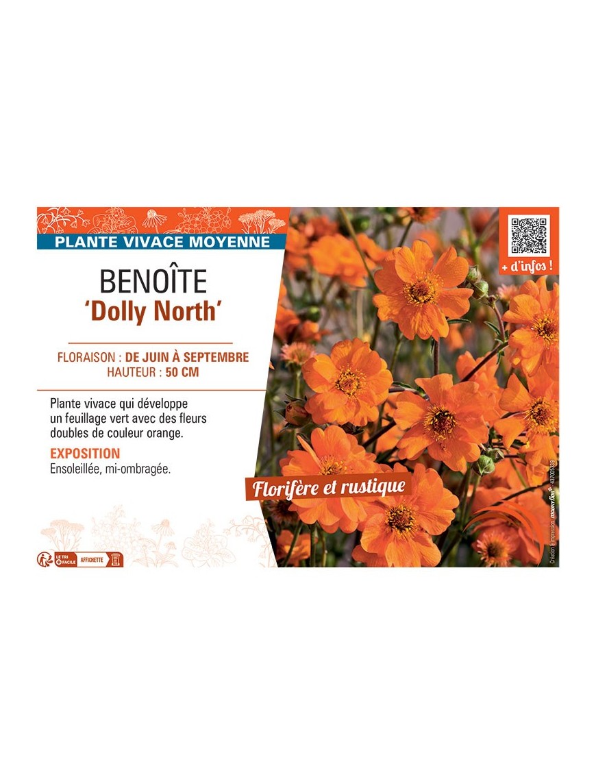 BENOITE DOLLY NORTH