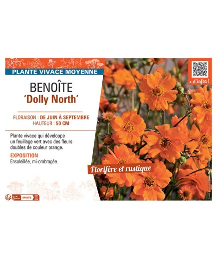BENOITE DOLLY NORTH