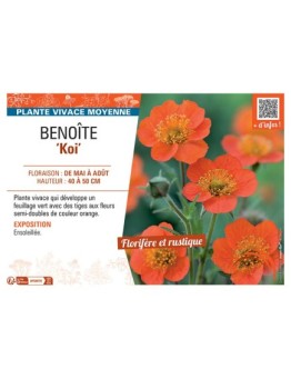 BENOITE KOI