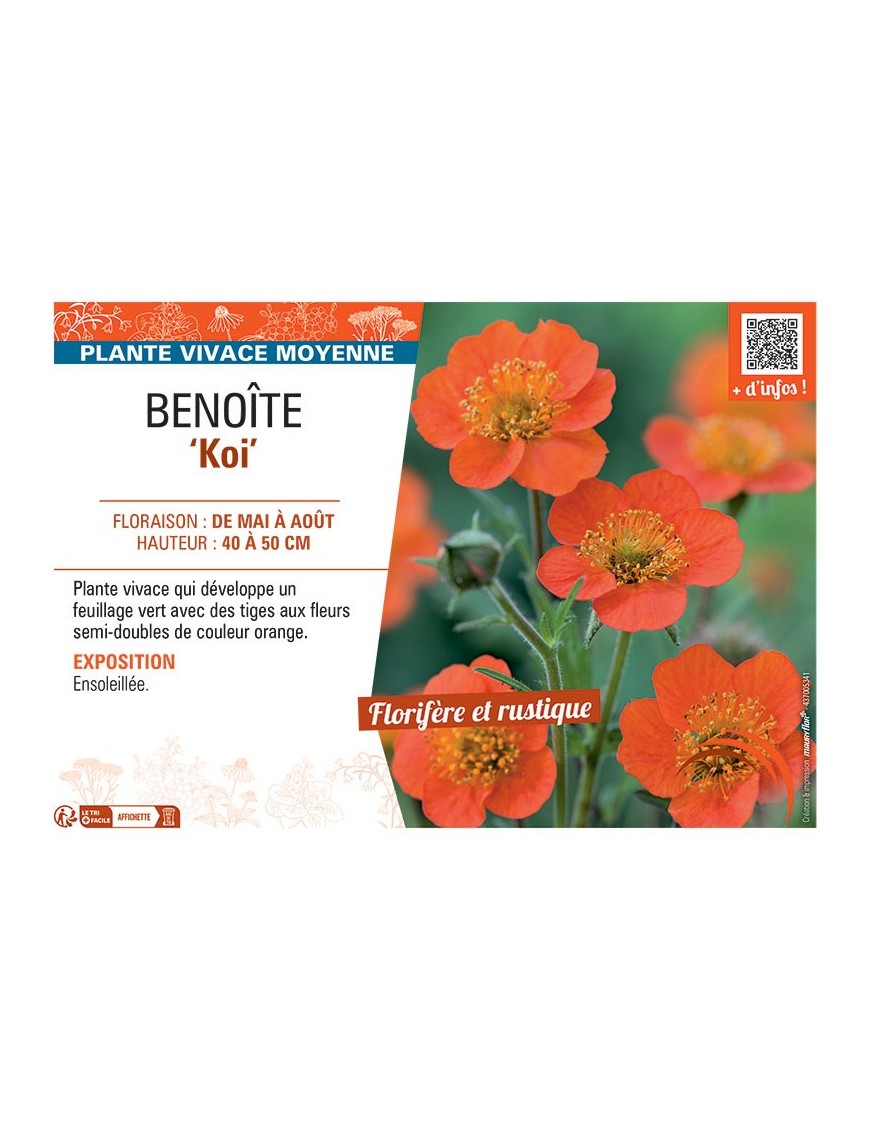 BENOITE KOI