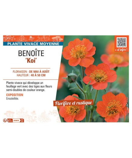 BENOITE KOI