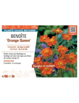 BENOITE ORANGE QUEEN