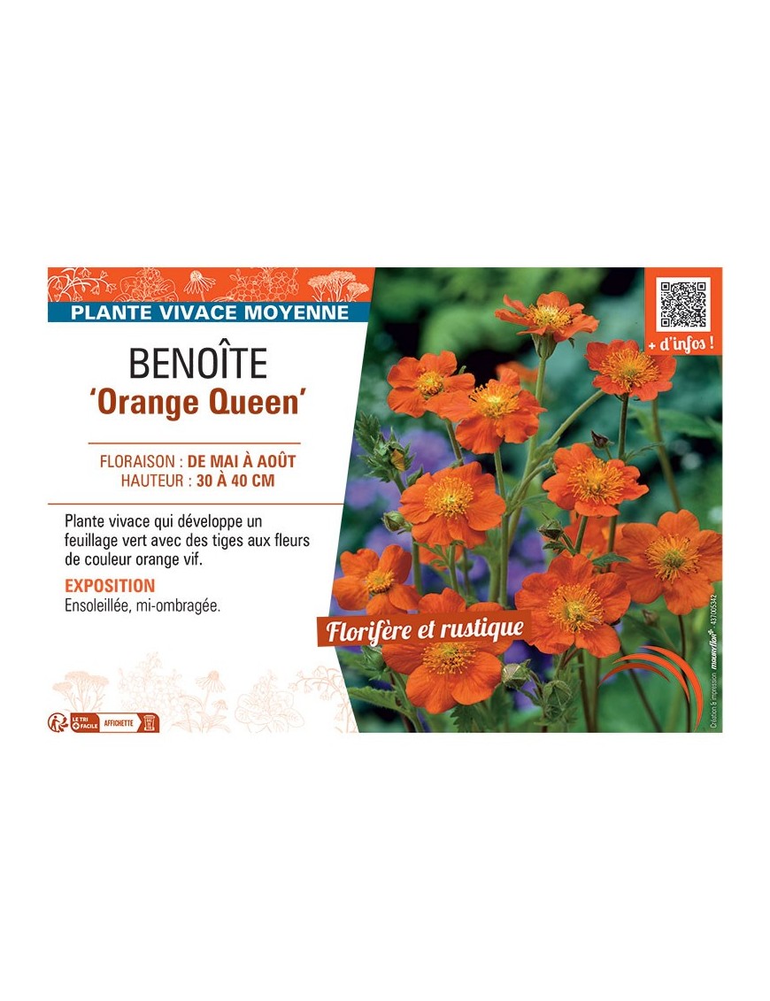 BENOITE ORANGE QUEEN