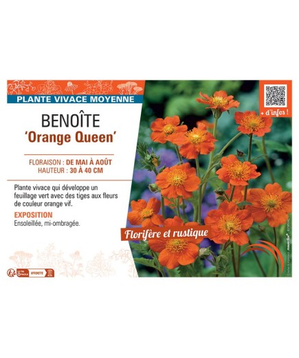 BENOITE ORANGE QUEEN