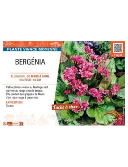 BERGENIA (rouge)