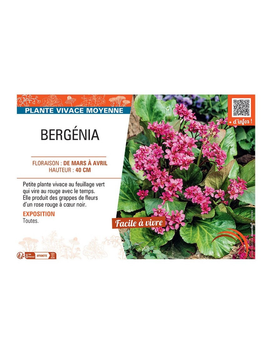 BERGENIA (rouge)