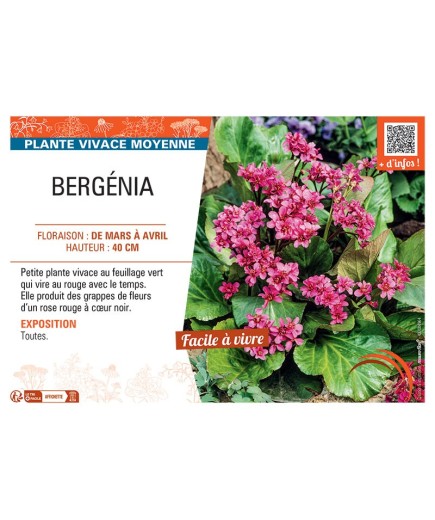 BERGENIA (rouge)
