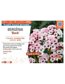 BERGENIA BACH