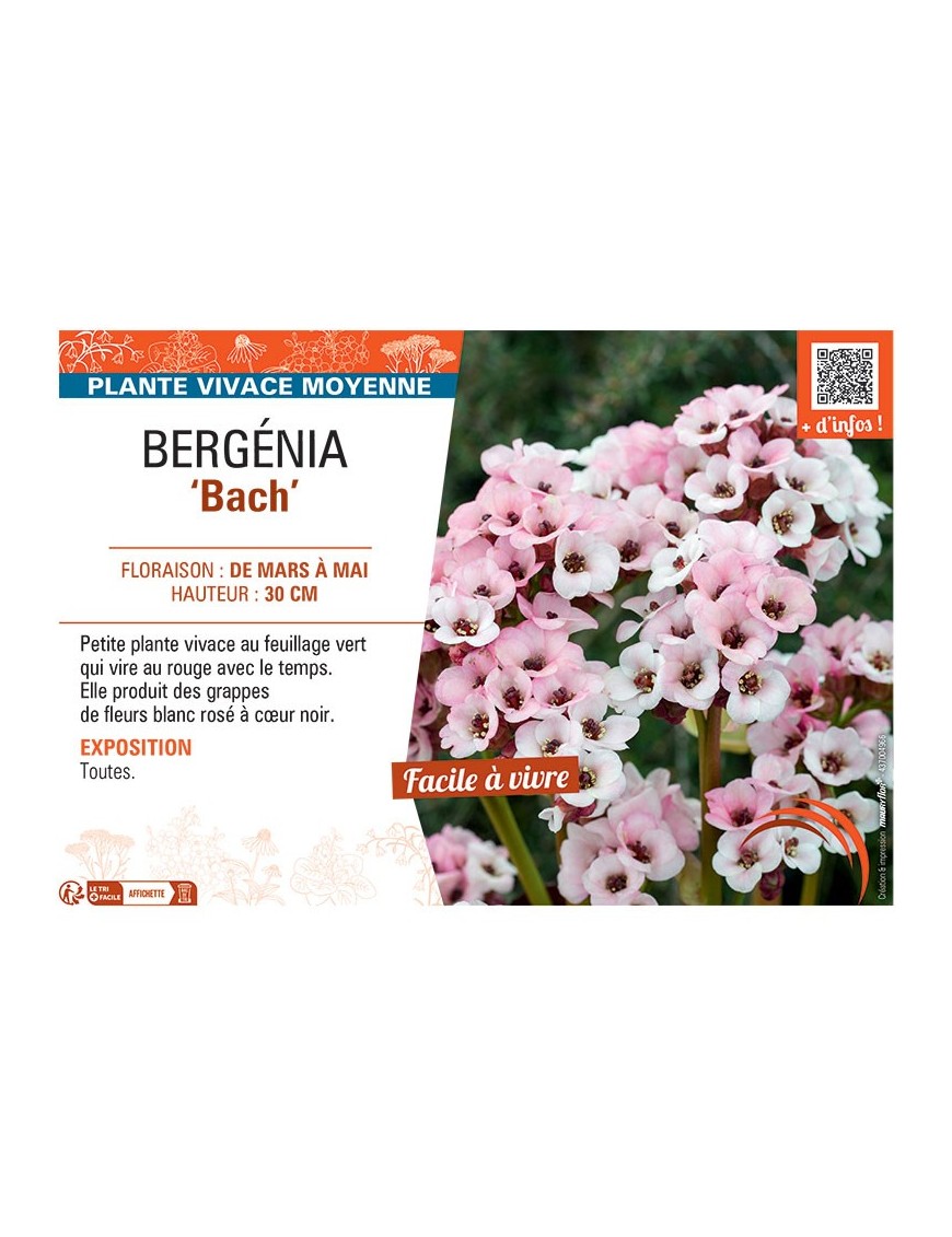 BERGENIA BACH