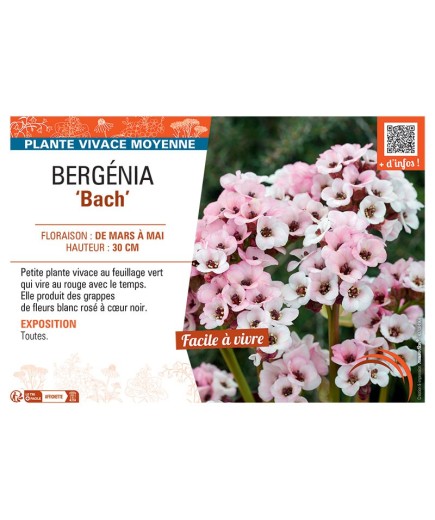 BERGENIA BACH
