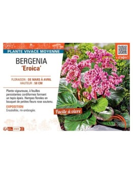 BERGENIA EROICIA