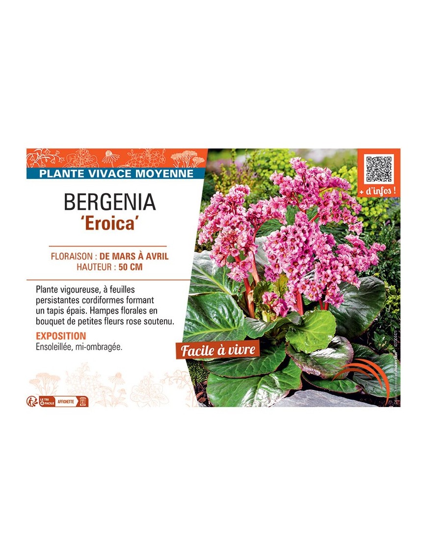 BERGENIA EROICIA