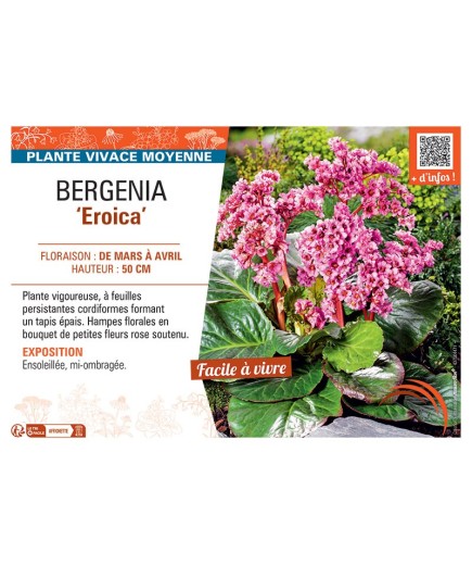 BERGENIA EROICIA