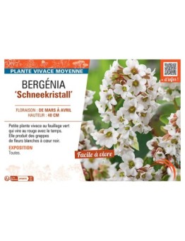 BERGENIA SCHNEEKRISTALL