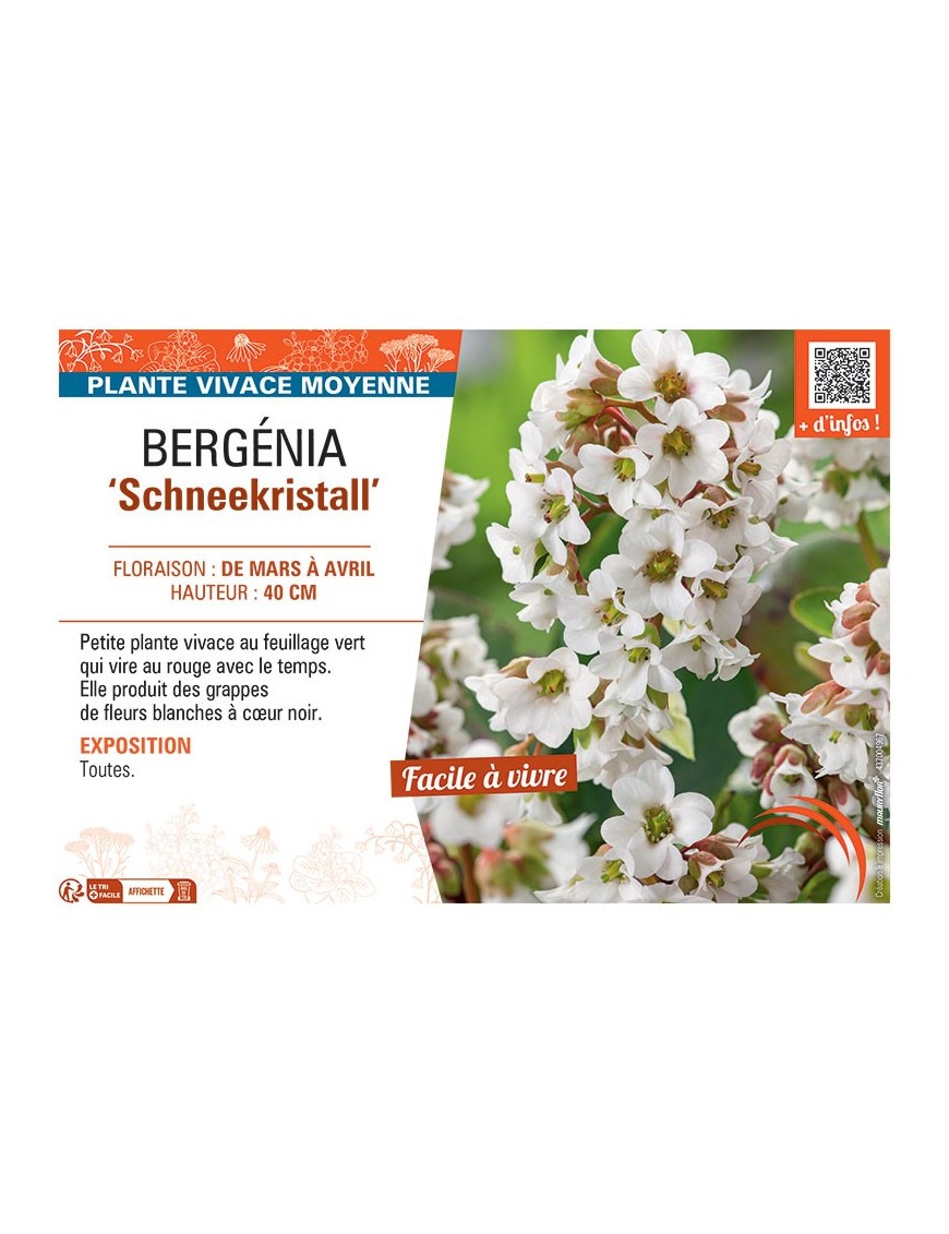 BERGENIA SCHNEEKRISTALL