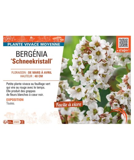 BERGENIA SCHNEEKRISTALL