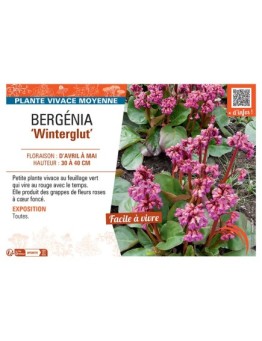 BERGENIA WINTERGLUT