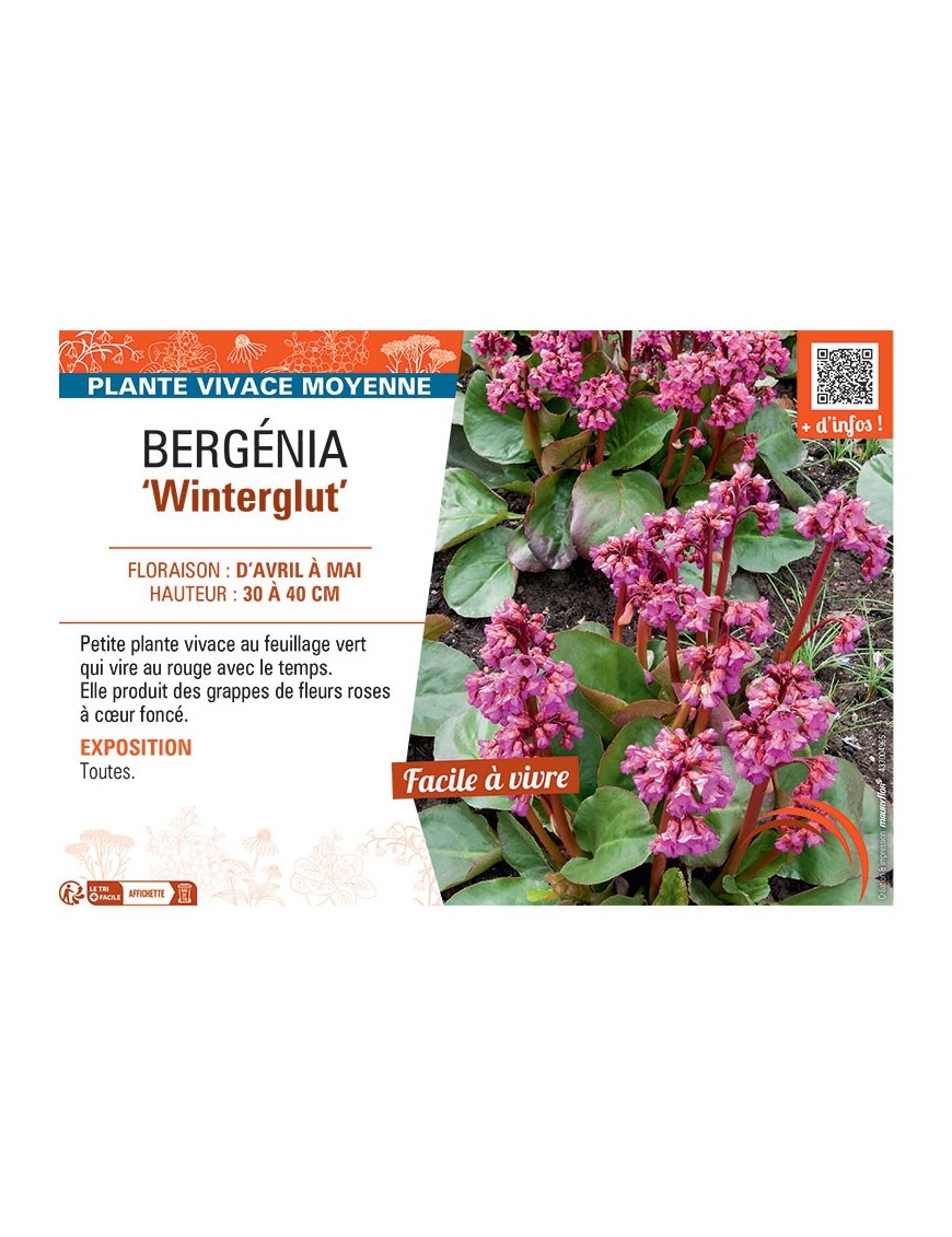 BERGENIA WINTERGLUT