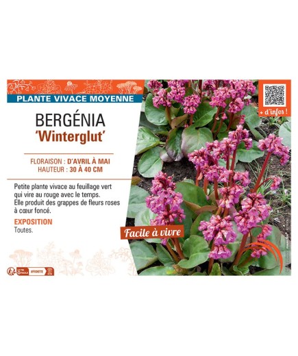 BERGENIA WINTERGLUT