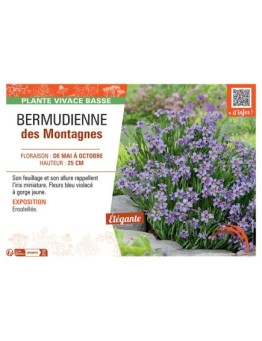 BERMUDIENNE DES MONTAGNES