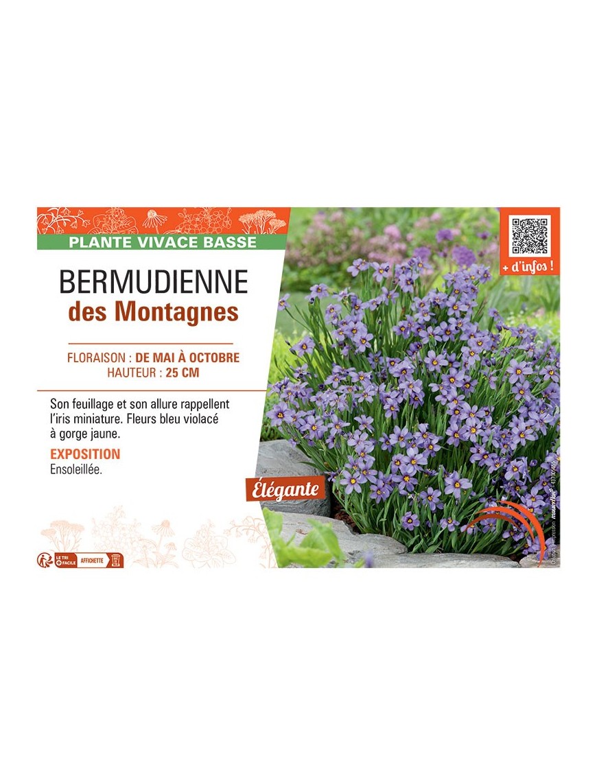 BERMUDIENNE DES MONTAGNES