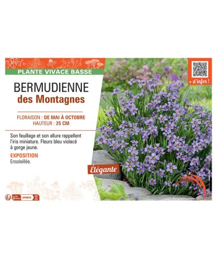 BERMUDIENNE DES MONTAGNES