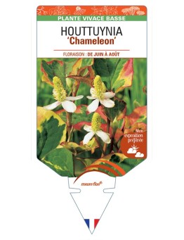 HOUTTUYNIA (cordata) Chameleon