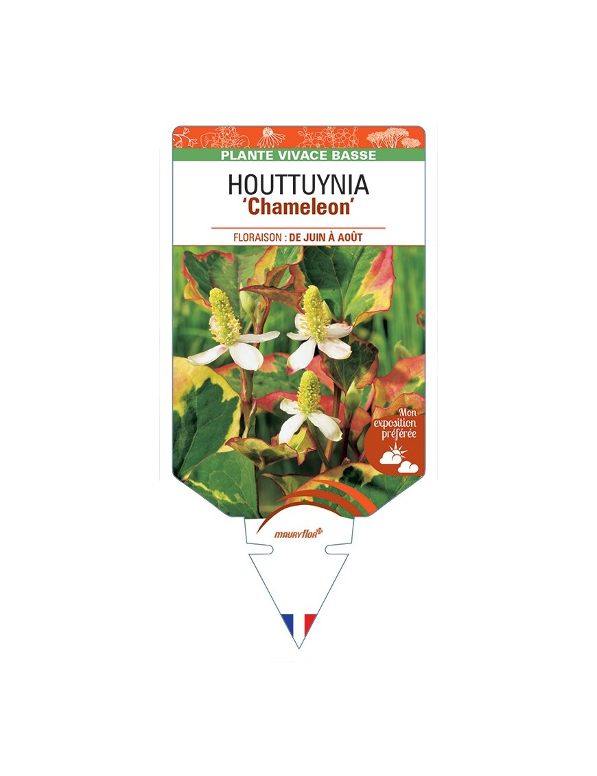 HOUTTUYNIA (cordata) Chameleon