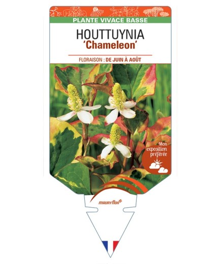 HOUTTUYNIA (cordata) Chameleon