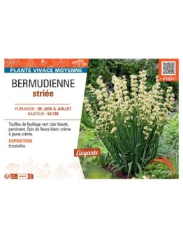 BERMUDIENNE STRIEE
