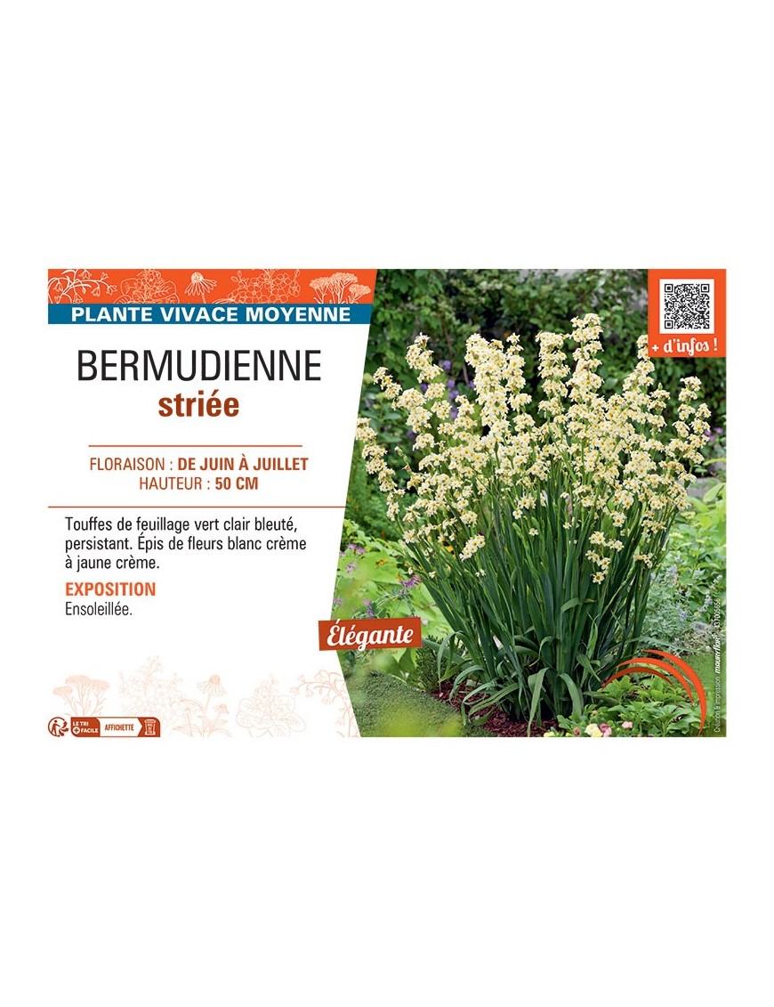 BERMUDIENNE STRIEE