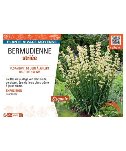 BERMUDIENNE STRIEE