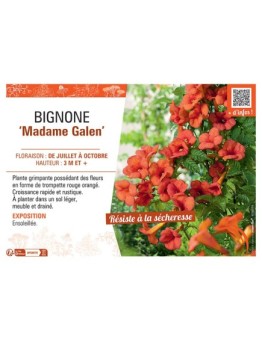 BIGNONE MADAME GALEN