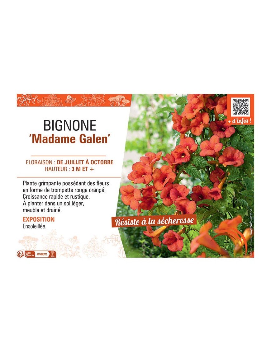 BIGNONE MADAME GALEN