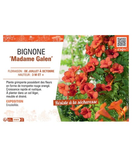 BIGNONE MADAME GALEN