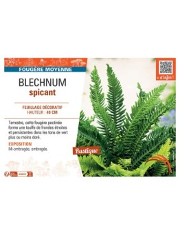 BLECHNUM SPICANT