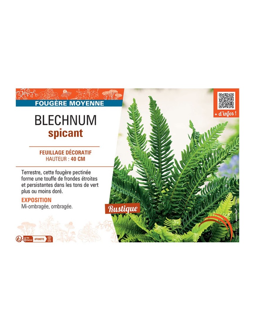 BLECHNUM SPICANT
