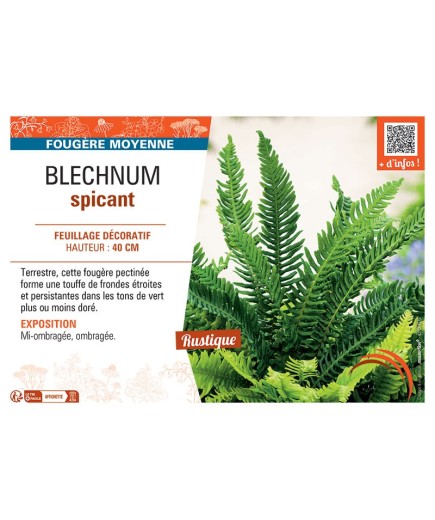 BLECHNUM SPICANT